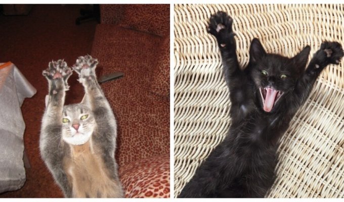 Сдаюсь и смеюсь: котики, которые замышляют (23 фото)