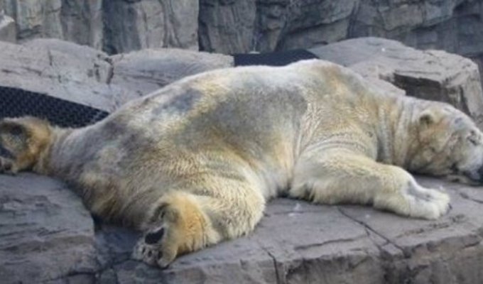 Самый грустный белый медведь в мире скончался после 22 лет жизни в бетонной яме (4 фото + 1 видео)