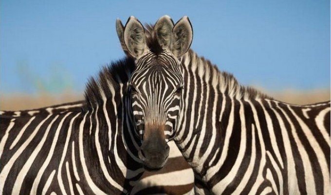 Спор века: какая зебра стоит впереди - левая или правая? (9 фото)