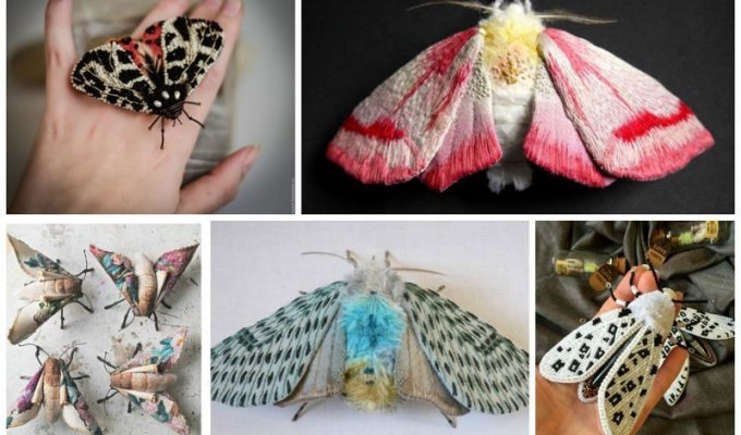 Вы удивитесь, узнав кое-что об этих бабочках (21 фото)