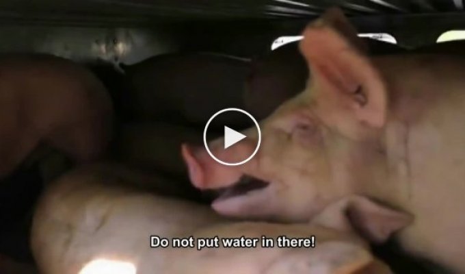 10 лет тюрьмы за попытку напоить свиней на светофоре