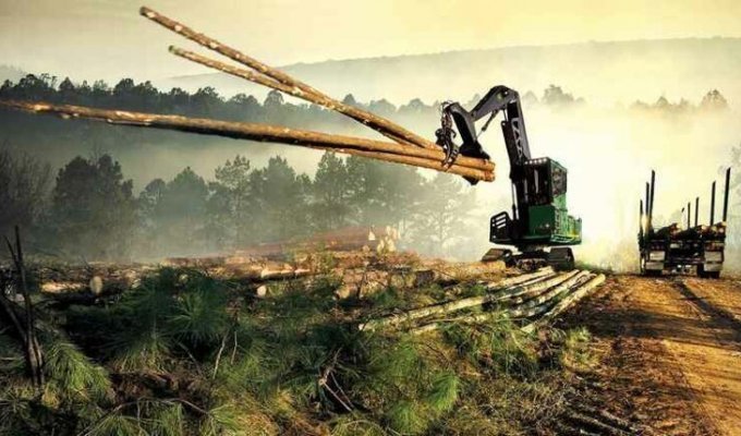 Хуже, чем в бразильской Амазонии: как в Канаде вырубают леса (8 фото)
