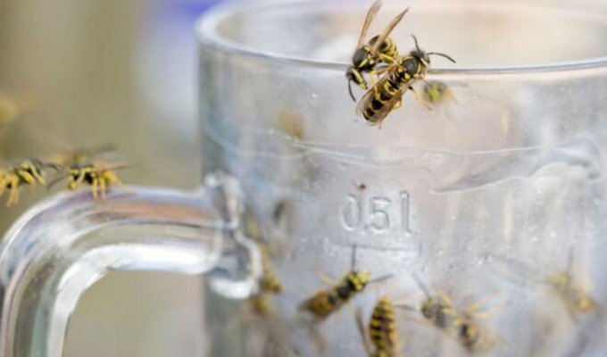 Почему осы становятся летом агрессивными: во всем виноват алкоголь (2 фото)