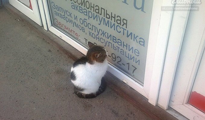 В Ростове найдены читающие коты (3 фото)