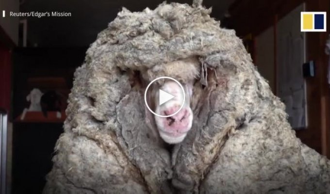 В Австралии спасли овцу, с которой состригли 35 килограммов шерсти