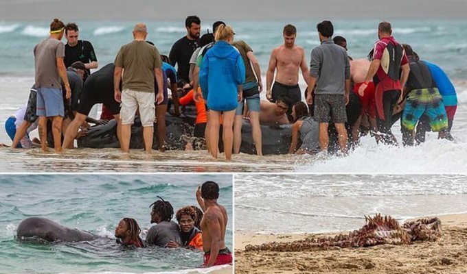 Отдыхающие на пляже помогли дельфину вернуться в море, но это его не спасло (6 фото)