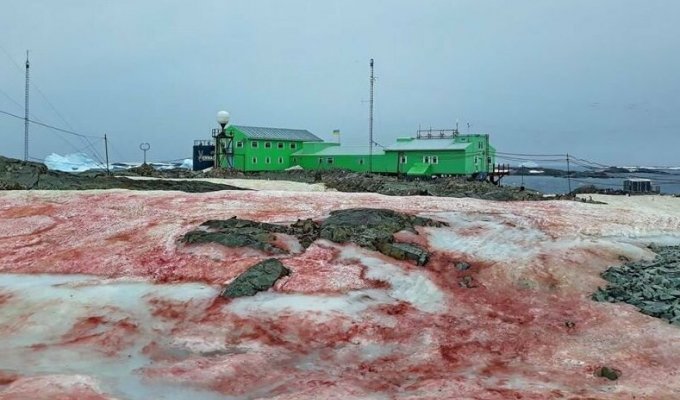 Зловещий знак потепления: кроваво-красный лед Антарктиды (5 фото)