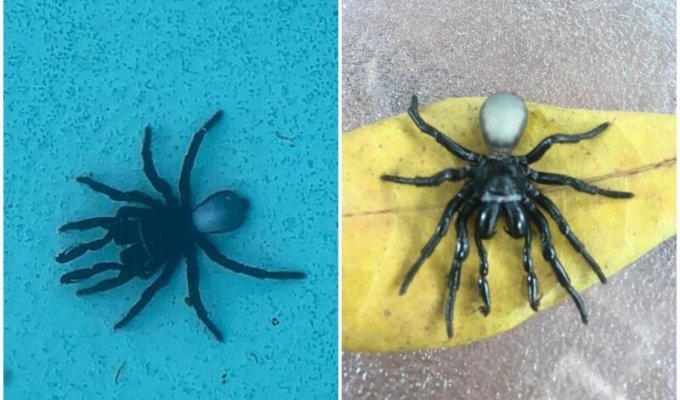 Австралийка обнаружила на дне своего бассейна 20 пауков (4 фото)