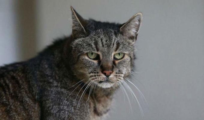 Мускат (Nutmeg) - возможно самый старый кот в мире. Ему 31 год! (8 фото)