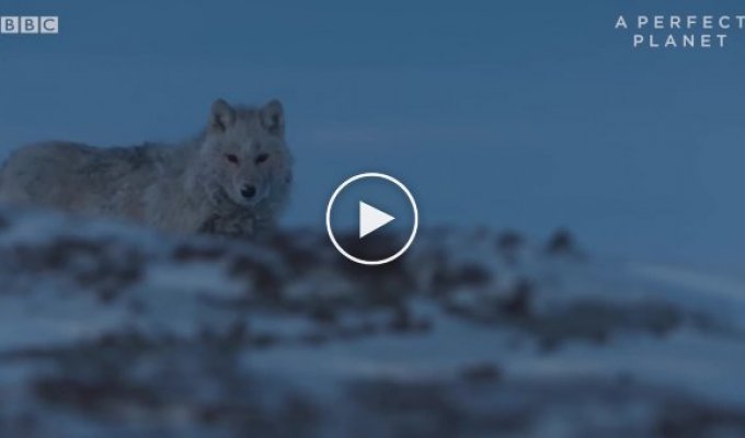 Голодный волк погнался за полярными зайцами