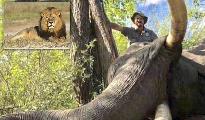 Российский охотник убил слона-гиганта, помешав ученым-исследователям (4 фото)