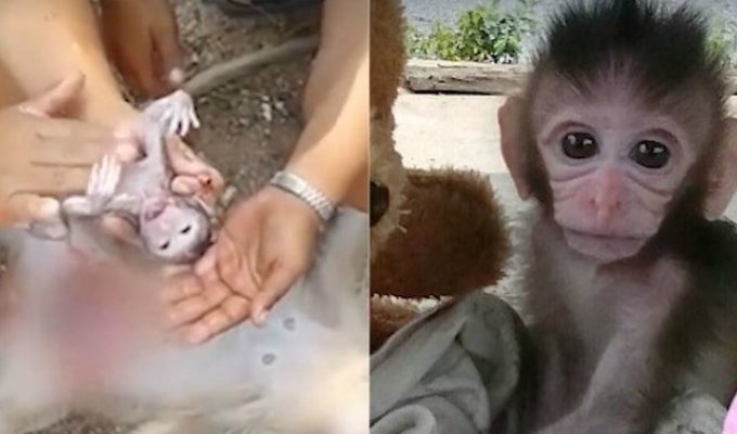 Женщина сделала кесарево сечение погибшей обезьяне, чтобы спасти её детёныша (6 фото)