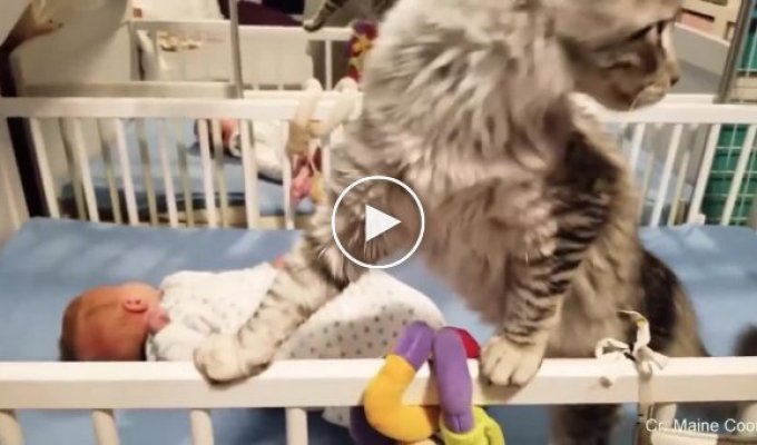 Как коты умеют оберегать маленьких и новорожденных детей