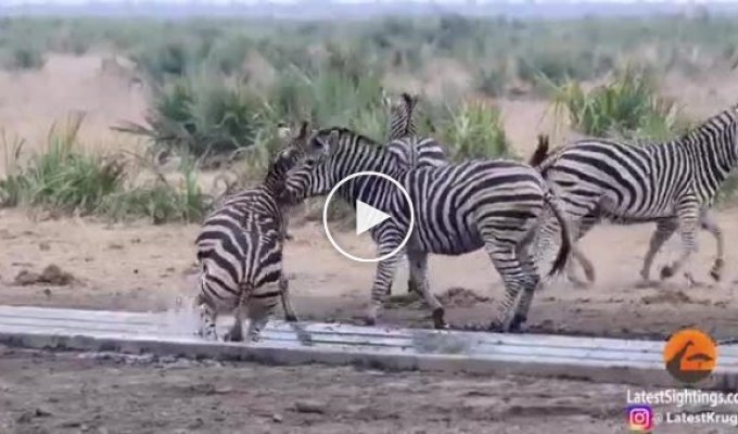 Битва зебр за место у питьевого источника