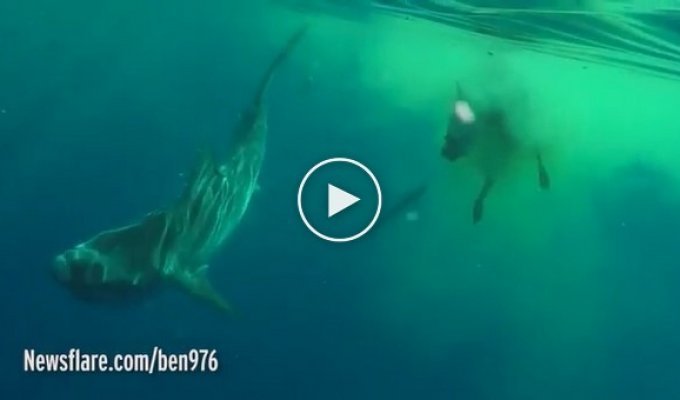 Тигровая акула разорвала и съела тушу коровы посреди океана