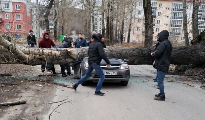 Упавшее дерево раздавило машину с людьми (5 фото + 1 видео)