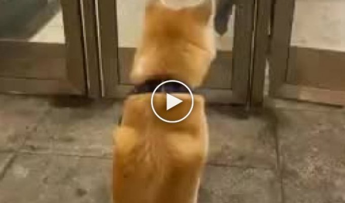 Собака встречает хозяина из метро