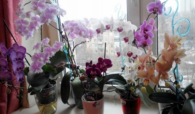 Девушки, никогда не держите орхидею дома! В офисе — можно, дома — нет (4 фото)