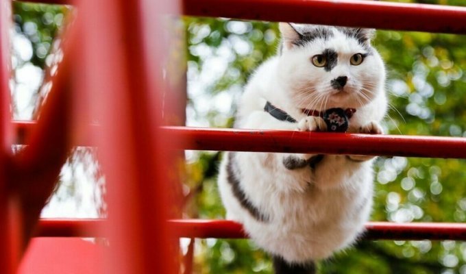 История жизни самого умного кота в России! (9 фото + 1 видео)