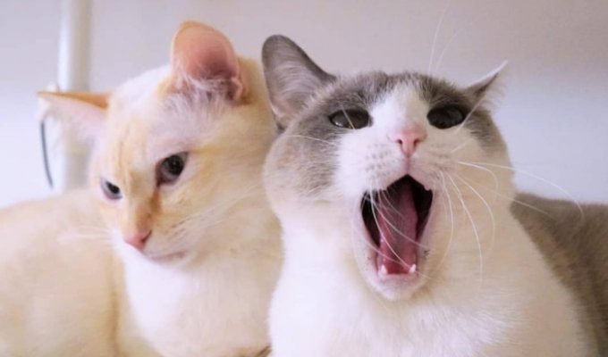 Чако и Сузука: коты, покорившие сеть своей грациозностью (18 фото)