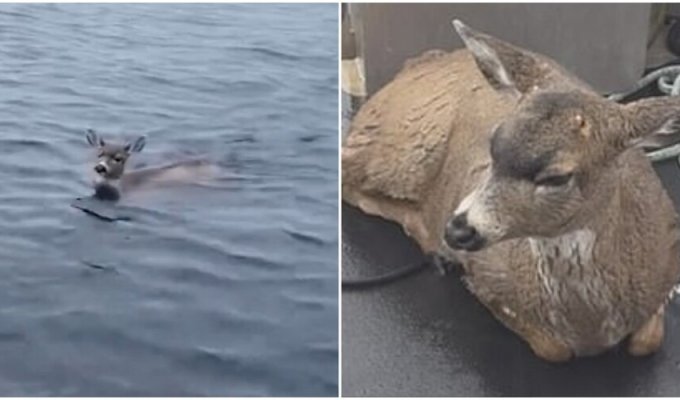 Спасатели заметили оленей, которые боролись за жизнь в ледяной воде (5 фото + 1 видео)