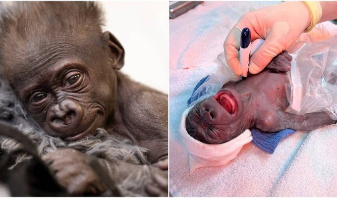 Радость дня: в Техасе родилась третья за 115 лет горилла (10 фото + 1 видео)