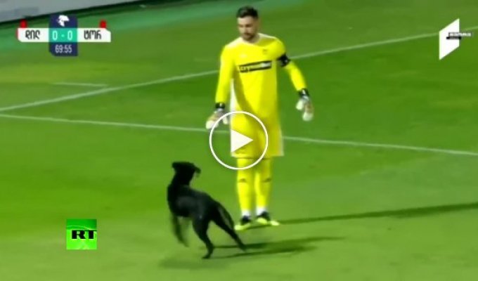 Жизнерадостный пёс прервал футбольный матч в Грузии