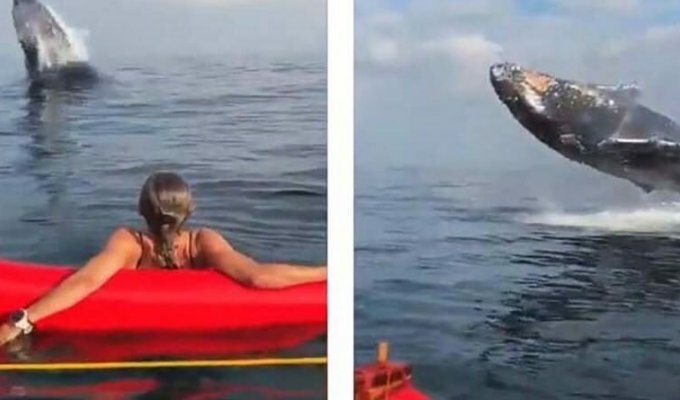 30-тонный горбатый кит выпрыгнул из воды всего в нескольких метрах от бразильских каноисток (2 фото + 1 видео)