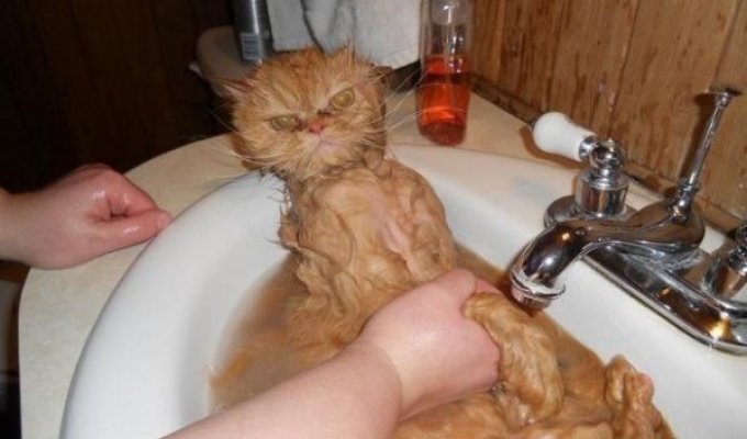 Жестокие фото котов после принятия ими водных процедур (28 фото)