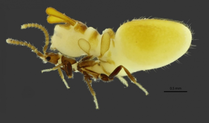 Австроспирахта: жук отрастил чучело термита на спине, чтобы обмануть колонию (6 фото)