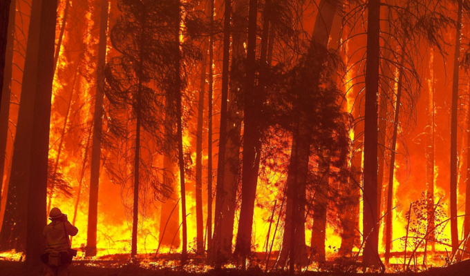 Как лес восстанавливается после пожара (9 фото)
