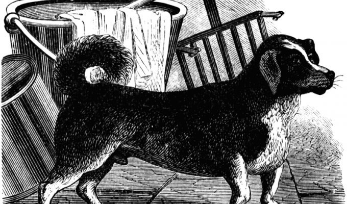 "Как пёс в колесе": как на протяжении двух веков эксплуатировали вертельных собак (6 фото)