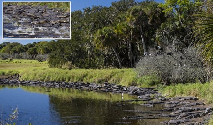 Аллигаторы Флориды встречают весну! (7 фото)