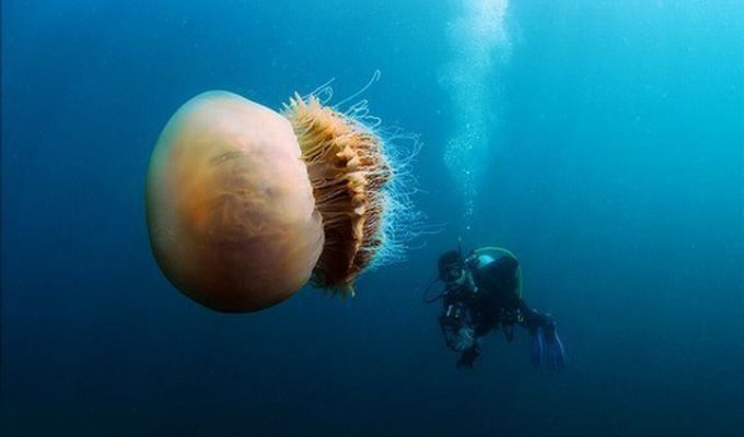 Атака медуз (10 фотографий)