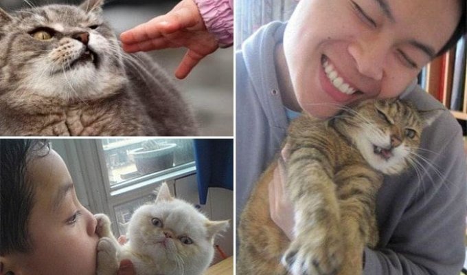 15 котов, которые терпеть не могут целоваться-обниматься! (15 фото)