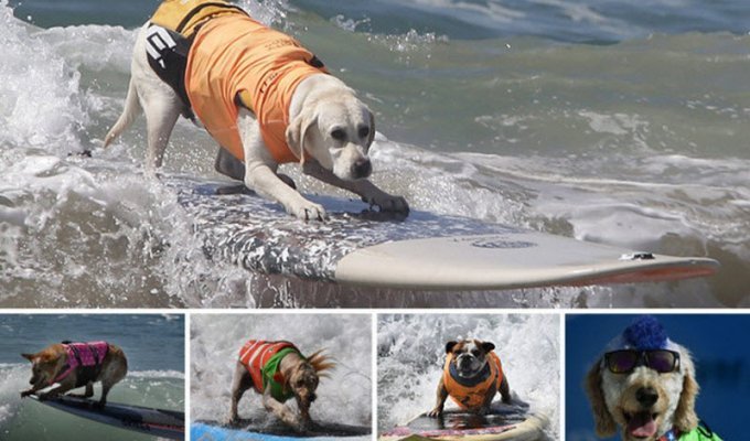 Соревнования по серфингу среди собак (30 фото)