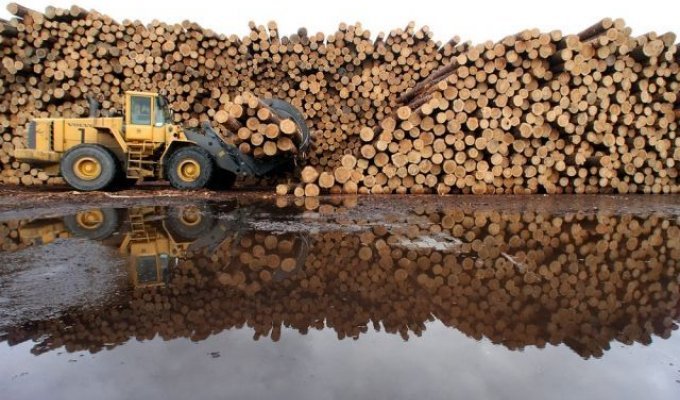 Китайская корпорация арендовала 137 га леса в Томской области (2 фото)