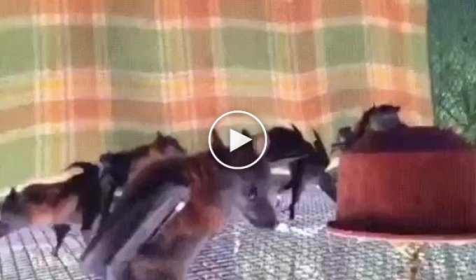 Перевернутое видео с летучими мышами похоже на первую школьную дискотеку