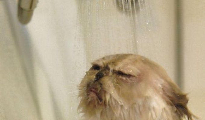 Кот который любит принимать душ (3 фотографии)