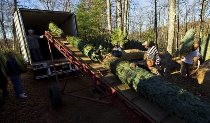 Как заготавливают новогодние елки в США (16 фото)