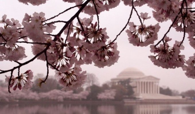 Фотографии цветущей вишни