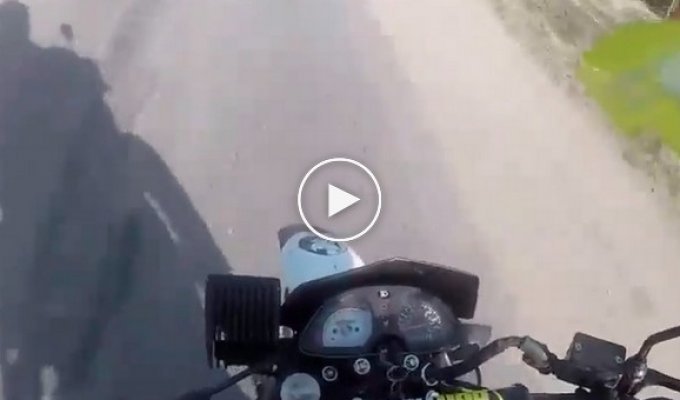 Кот отдал мотоциклисту свою жизнь