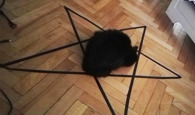 Хозяин чёрной кошки убедился в её демонической сущности (4 фото)