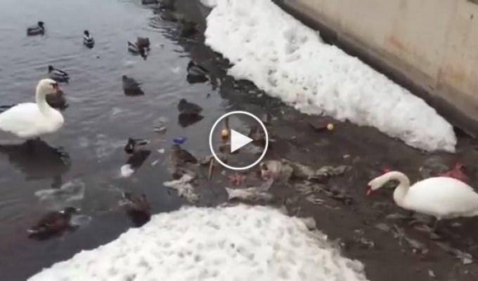 Когда птица умнее некоторых людей. Лебедь чистит озеро от мусора в Казани