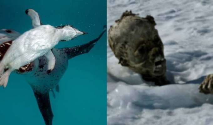 15 неизвестных фактов об Антарктике (16 фото)