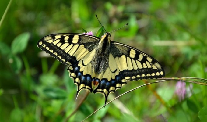 Красивая бабочка Махаон (18 фото + 2 видео)