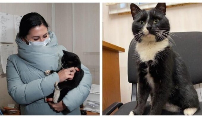 Из мешка и прямиком в министерство: спасённый кот из Ульяновской области получил работу (3 фото)
