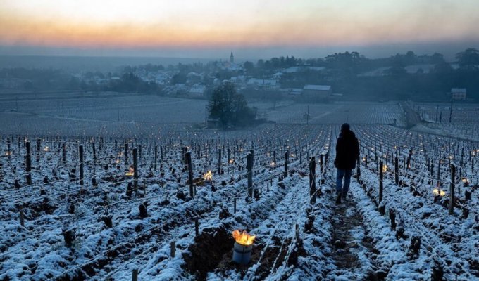 Как морозы уничтожили виноградники во Франции (18 фото)