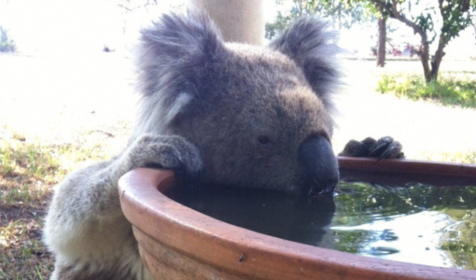 Предприимчивый австралиец нашел способ спасти коал, умирающих от жажды (4 фото + 1 видео + 1 гиф)