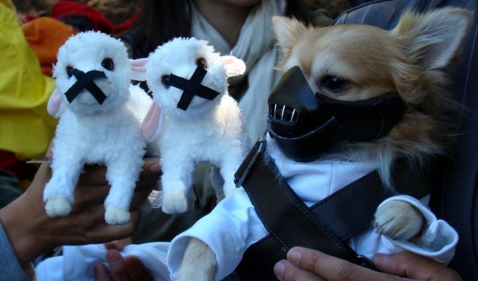Очень странные костюмы для собак (16 фото)